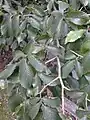 Foliage