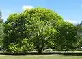 Golden Elm (Ulmus glabra 'Lutescens') in Central Gardens, Malvern, Victoria