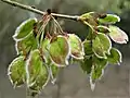 Samarae, April; note ciliate margins