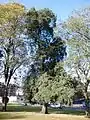 Convex-leaved field elm cultivar, Duncan Place, Leith Links, 2016