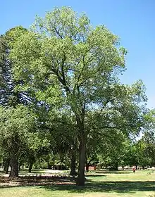 Silver Elm in Benalla Botanic Gardens.