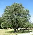 Two pollarded Ulmus minor 'Viminalis' in Benalla Botanic Gardens