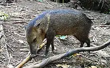  A small boar smells the ground in a dry area were some branches are laying