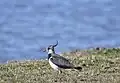 Crested Peewit