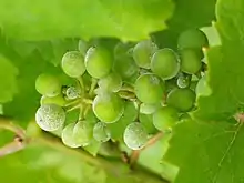 Powdery mildew on grapes