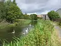 Swans on the canal