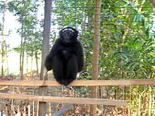 Black gibbon