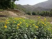 Wildflowers on mountainside