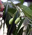 Unripe fruit