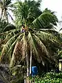 Gathering tuba from the coconut tree.