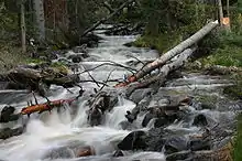 Creek with fallen tree