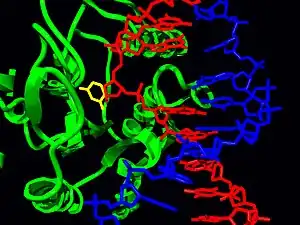 Model of uracil DNA glycosylase and flipped uracil residue