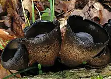 Three cup-shaped fungi side by side on a piece of wood on the ground. Interior surfaces are black, exterior surfaces brown.