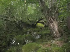 Oceanic forest in Kinn, Vestland