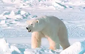 Great Arctic Zapovednik