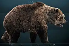 Color rendering of brown bear