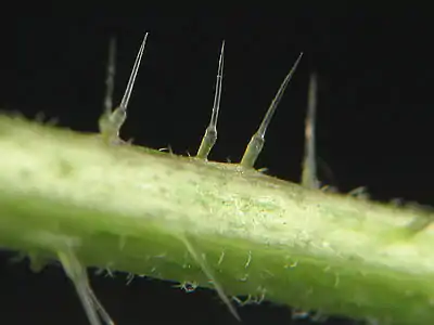 Stinging trichome in Urtica dioica.