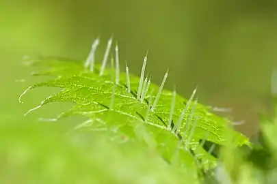 Needles along the leaf mid-vein