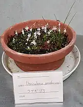 A pot is filled with Utricularia sandersonii plants that are flowering, with a card stating the species name.