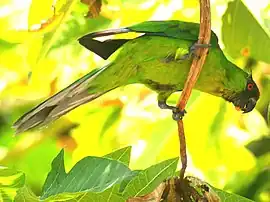 The Ouvea parakeet is endemic to Ouvéa Island