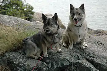 Two dogs out in the woods