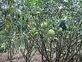 Pomelo orchard