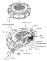 Blast mine - Italian VS-MK2 (cross-sectional view)