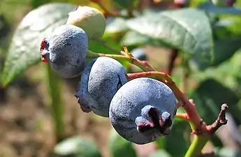 Berry closeup