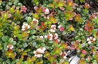 Flowers and young shoots