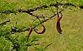 Vachellia (Acacia) drepanolobium seed pods.