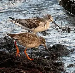 Common redshank is significantly smaller than, for example the Common greenshank