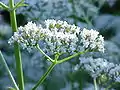 V. officinalis flowers