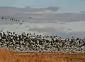 A flock of barnacle geese