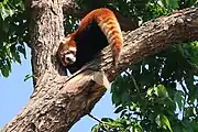 Red panda