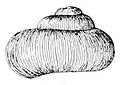 Abapertural view of shell of Valvata sincera