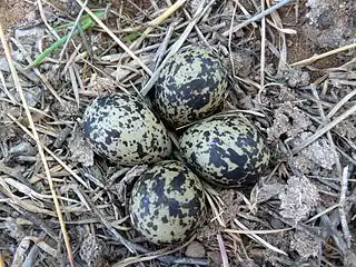 Clutch near freshwater shoreline