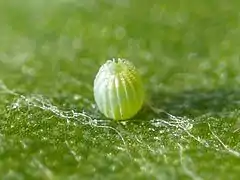 Egg