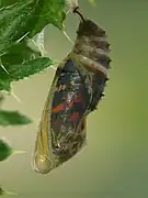 Pupa