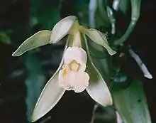 Vanilla orchid