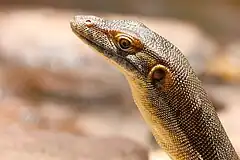 Portrait of Varanus mertensi in the Northern Territory