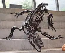 "Megalania" (Varanus priscus),