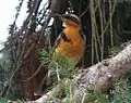 Varied thrush, Bellevue, WA, USA