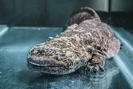 The Chinese giant salamander