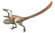 Up to 2 m long and 0.5 m high at the hip, Velociraptor was feathered and roamed the Late Cretaceous