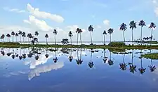 Vembanad, the largest lake in India, is a portion of the Kerala Backwaters