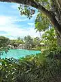 Shrubbery, trees and pool