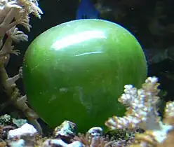 The unicellular bubble algae lives in tidal zones. It can have a 4 cm diameter.