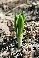 Veratrum viride shoot emerging, Quebec, Canada