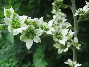 Veratrum album subsp. oxysepalum, Fukushima Prefecture, Japan