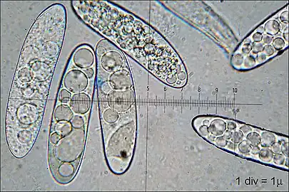 The spores are large, measuring up to 80 µm long.